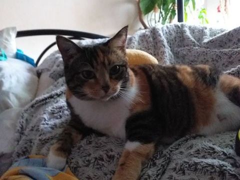 Cherche chaton ou jeune chat " " 20 74800 La roche-sur-foron