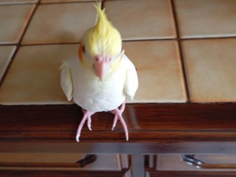 Calopsite femelle eam très sociable 130 59590 Raismes