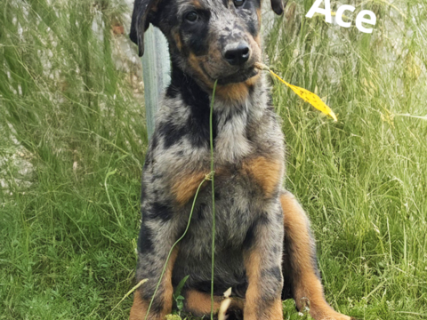 Chiot Beauceron arlequin dispo immédiatement 1500 40250 Souprosse