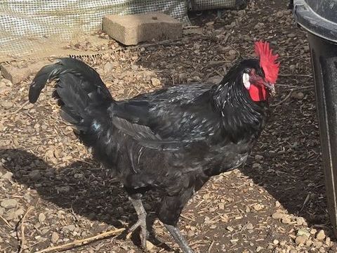 Jeune coq barbezieux 30 38290 Satolas-et-bonce