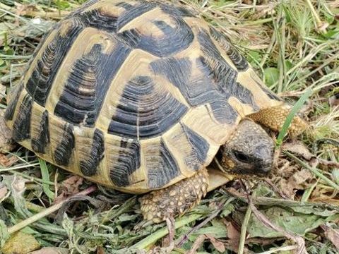 tortues terre m&acirc;le et femelle 14 ans. 250 30250 Aspères