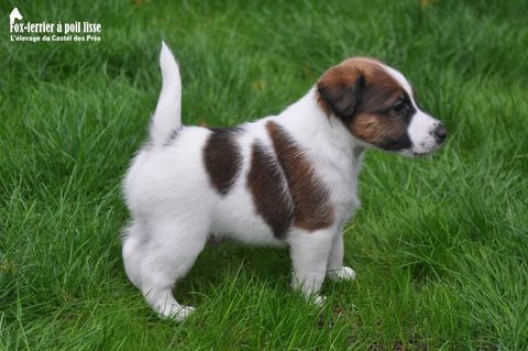 Chiots Fox-terrier à poil lisse LOF à réserver 1500 59233 Maing
