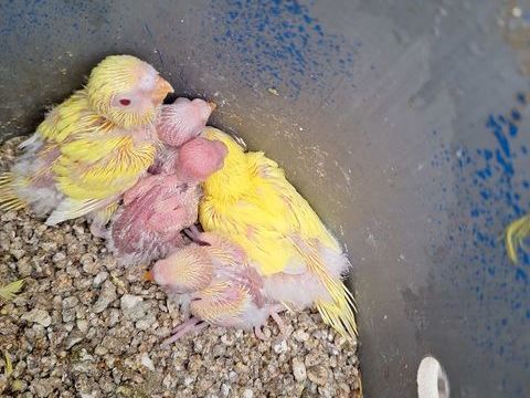 PERRUCHES ONDULÉES 10 93160 Noisy-le-grand