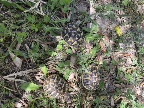 B&eacute;b&eacute;s tortue  30 84130 Le pontet