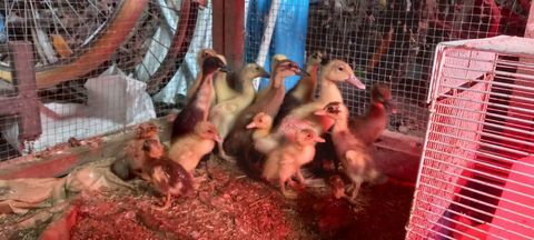 Coureur indien 10 59310 Auchy-lez-orchies