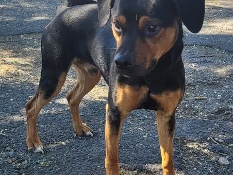 Chien ARCHIMEDE à l adoption 210 34500 Bziers