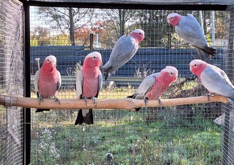 Perroquets Cacatoès Rosalbins élevés par parents 2024 650 82710 Bressols