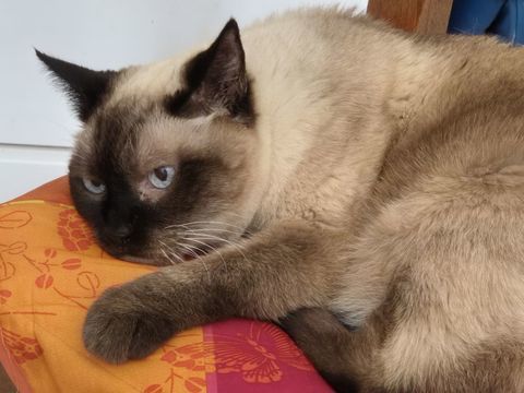 chatte &agrave; donner pour d&eacute;part en maison de retraite 0 30000 Nîmes