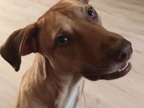 Fifi, mâle croisé berger, né le 15/06/2022 &#128054; 380 76000 Rouen