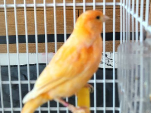 Beau Canari M&acirc;le Orange 20 85280 La ferri�re