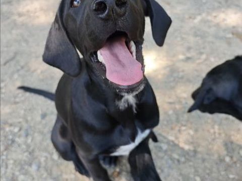 Chiots type labrador braque allemand 500 31620 Villaudric