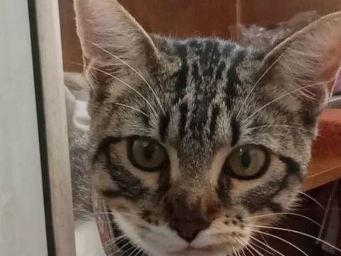 BAMBINO 220 95610 ragny