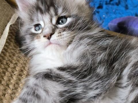Chatons femelle Loof 1600 83136 La roquebrussanne