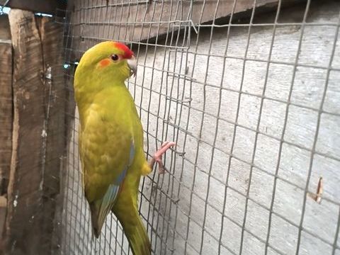 Kakariki 30 79400 Azay-le-brl