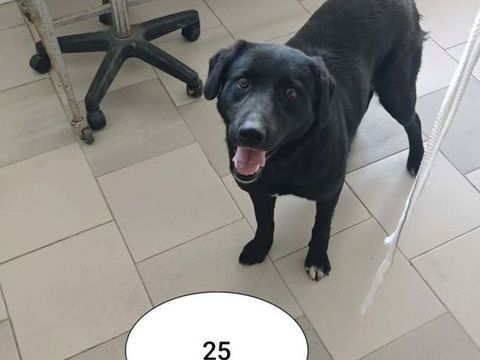 Talyra &agrave; l'adoption 300 47000 Agen