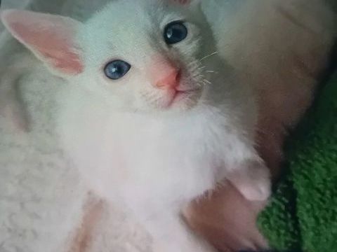 Chatons crois&eacute; cornish rex -maine coon recherche famille 0 83400 Hyères