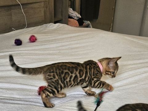 Chaton Femelle bengal brown 1500 77330 Ozoir-la-ferri�re