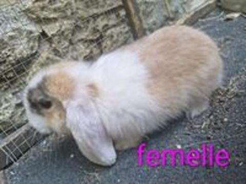   LAPIN BÉLIER  