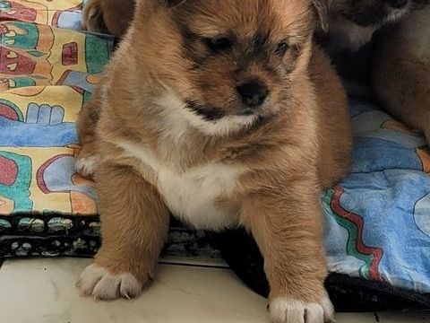 CHIOTS SHIBA INU CROISE 450 29670 Taulé