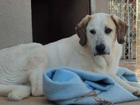 Magnifique mastin espagnol &agrave; adopter 315 24140 Douville