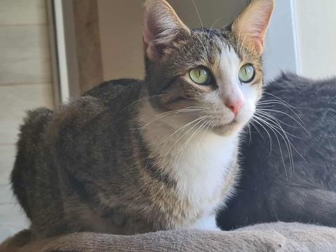 VEGAS FEMELLE TIGRE BLANC 1 AN 1/2 195 92260 Fontenay-aux-roses