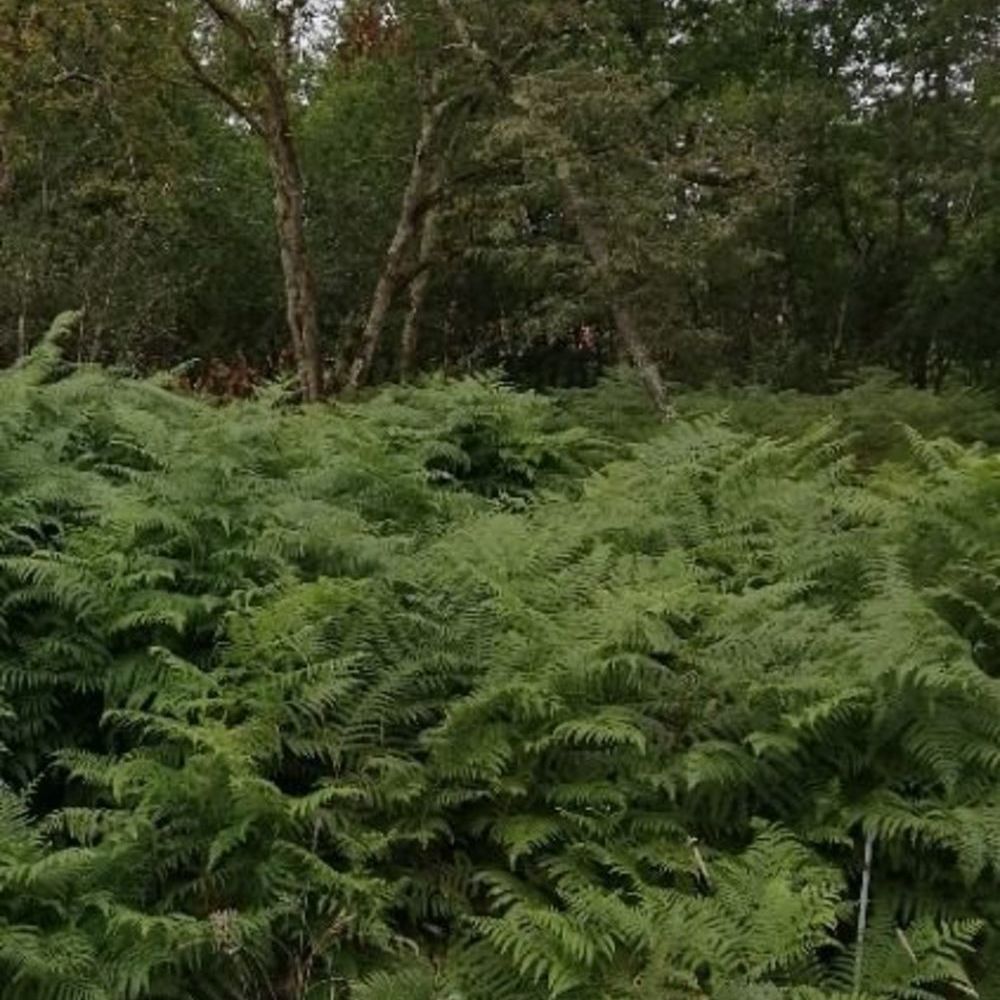   Saint-Aubin-de-M�doc (33160)