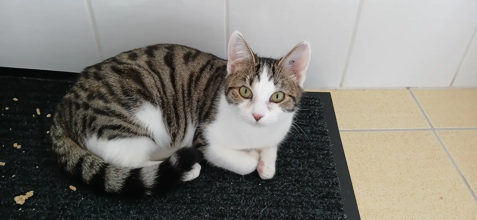 Kimi 230 44000 Nantes