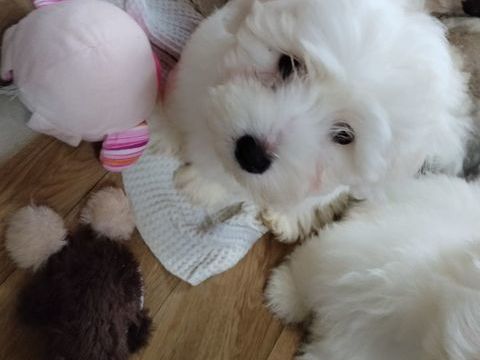 Chiots coton de Tul&eacute;ar 800 44530 S�v�rac