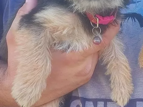 Chiots croises chihuahua/ yorkshire 
350 89144 Varennes