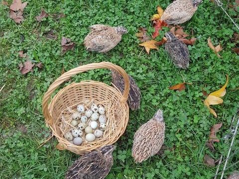 Caille pondeuse du japon male et femelle :-) 8 77540 Courpalay