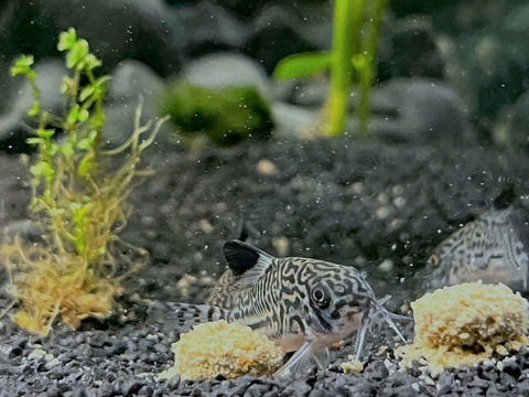 Corydoras-l&eacute;opard 4 34000 Montpellier
