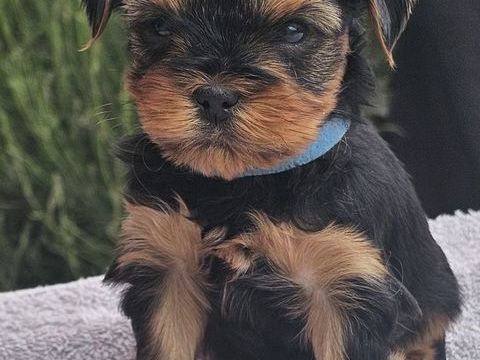 A Reserver : Yorkshire Terrier LOF : 4 m&acirc;les et 2 femelles 1500 56160 Séglien