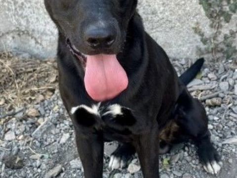BRAVO, chiot crois&eacute; labrador 9 mois 220 34500 Béziers