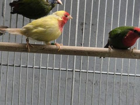 Pape de noum&eacute;a 60 45000 Orl�ans