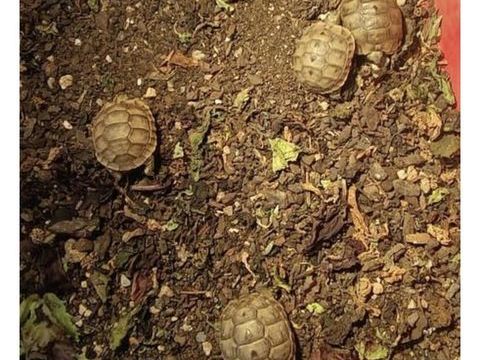 Tortue de terre 30 83390 Cuers