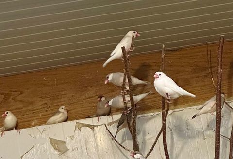 padda 20 24000 Prigueux