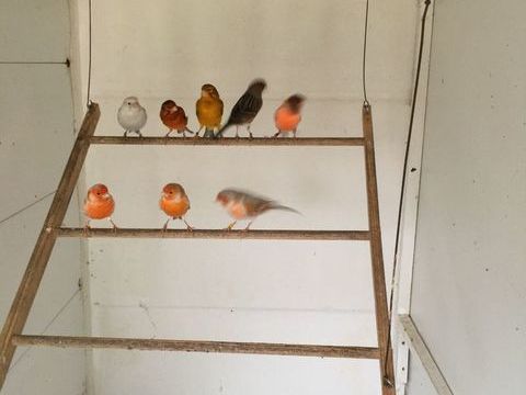 canaris 20 93190 Livry-gargan