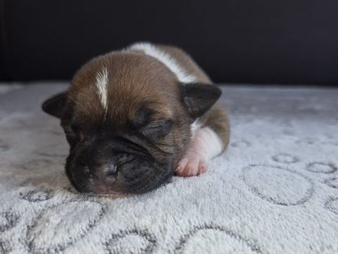 Staffordshire Bull Terrier LOF,  Staffie,  Staffy 1400 62650 Bourthes