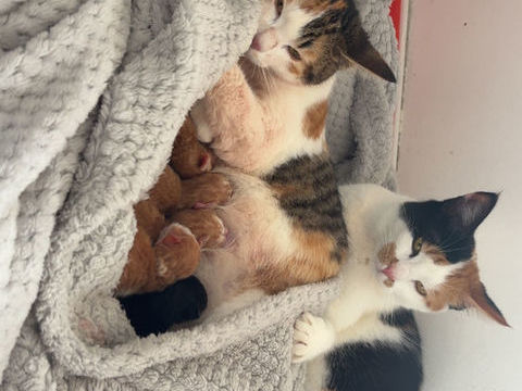 Don de chaton 0 83300 Draguignan