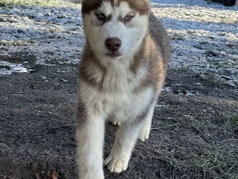 Chiots husky LOF 1100 44410 Herbignac