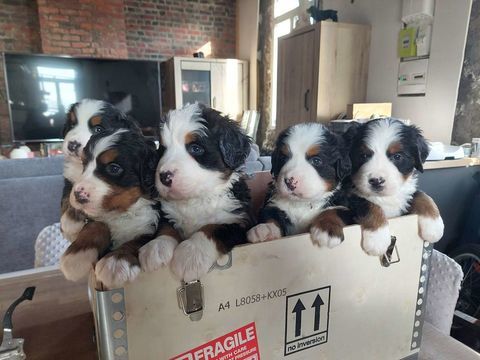5 Chiots bouvier bernois LOF dispo à partir du 22/10/2025 1100 59173 Renescure
