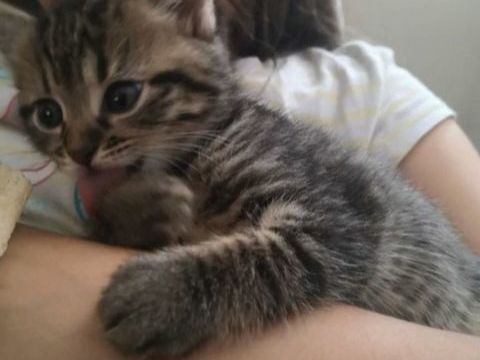 Chatons disponibles de suite 0 69004 Lyon
