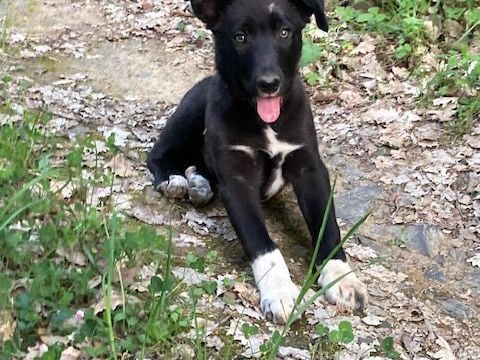BORDER COLLIE LOF TROUPEAU 720 11250 Saint-hilaire