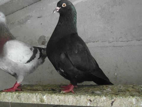 pigeons hubbel nés en 2024/2025. 15 18100 Vierzon