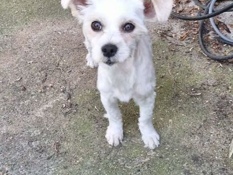 Toby &agrave; l'adoption 331 77810 Thomery