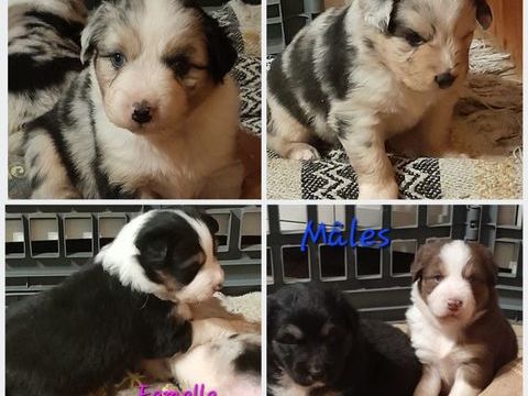 berger australien 
0 59186 Anor