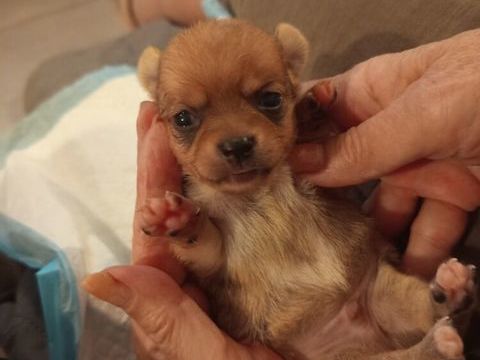 Magnifiques bb chihuahua issus de Lof 1000 69480 Lucenay