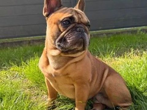 Bouledogues fran&ccedil;ais m&acirc;les et femelles 1500 44130 Blain