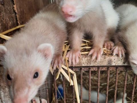 Furet Champagne et albinos 
50 08360 Château-porcien
