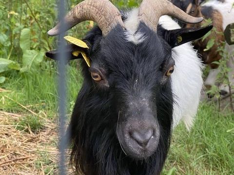 Bouc nain 0 33650 Saint-selve